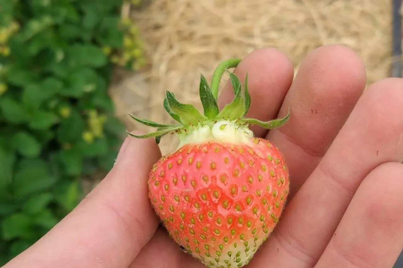 zbiór truskawek 2020