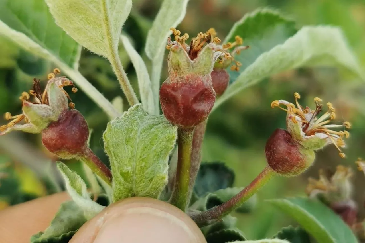 przymrozki sandomierz