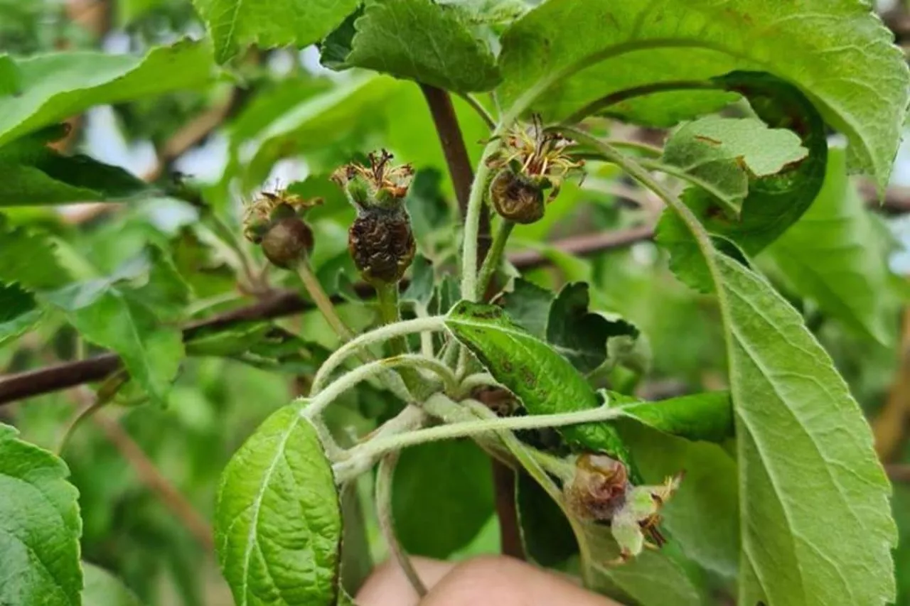 przymrozki 2020 mołdawia