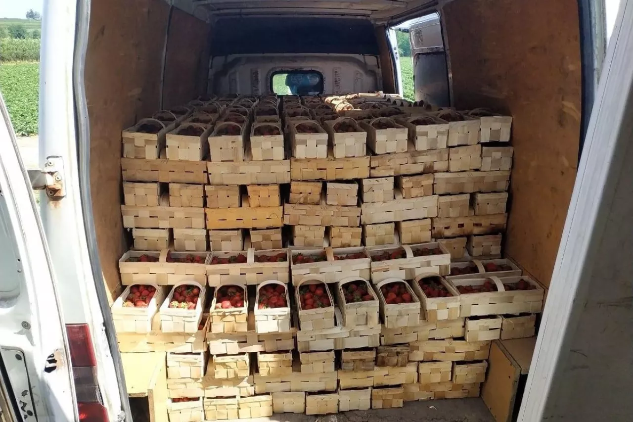 testy na koronawirusa u pracowników sezonowych