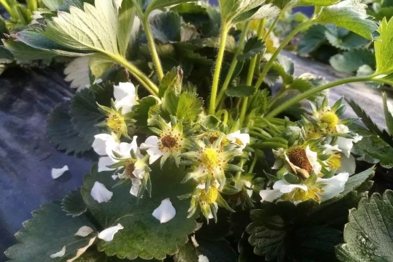 przymrozki na ukrainie