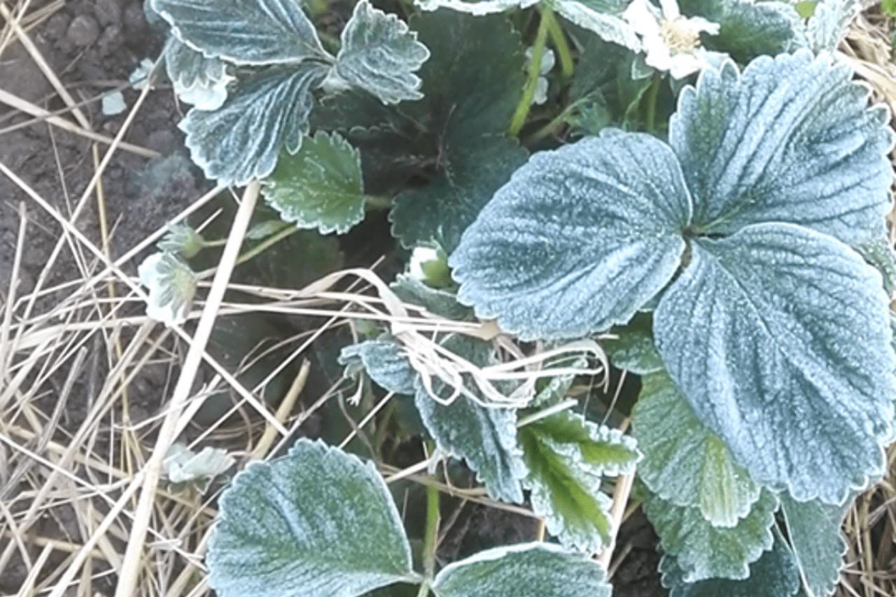 przymrozki 2020 sandomierskie