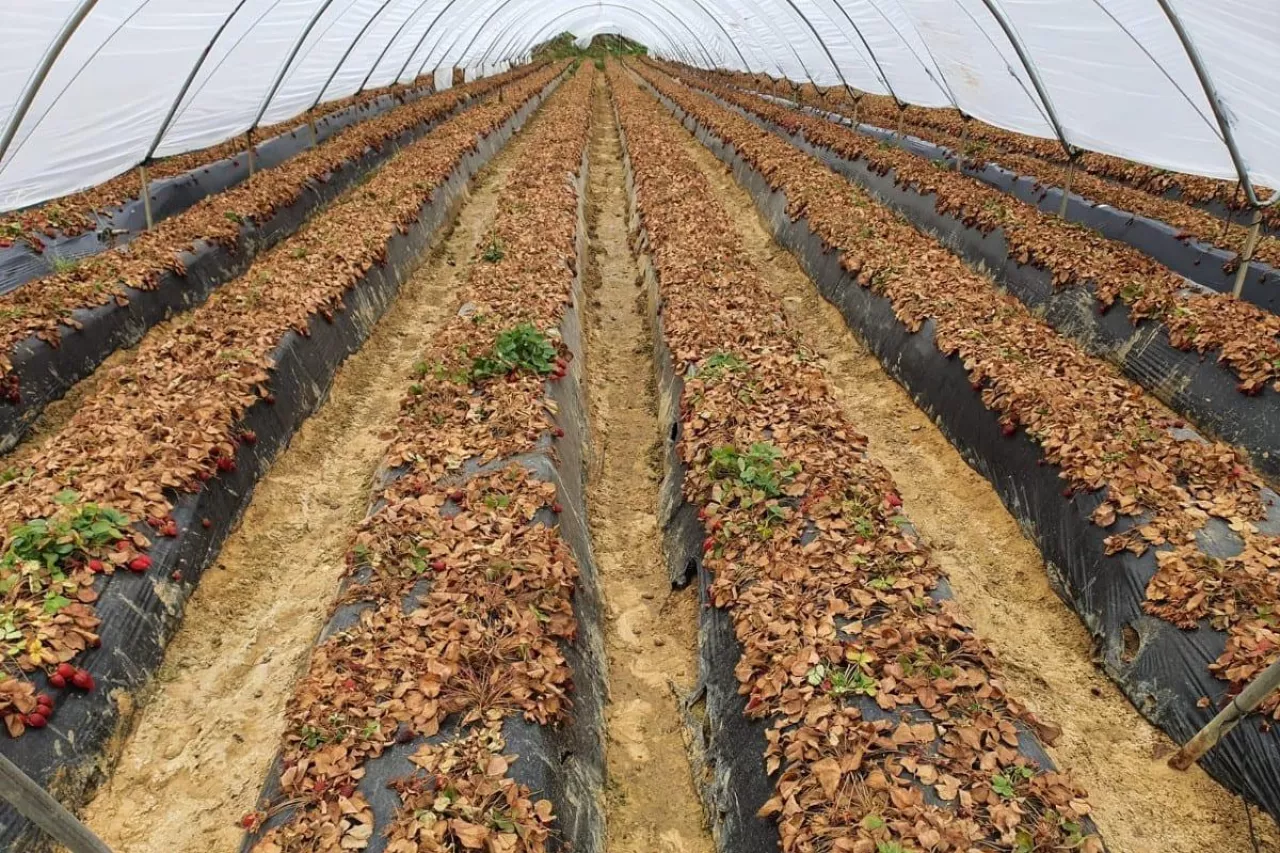 ceny truskawek w hiszpanii