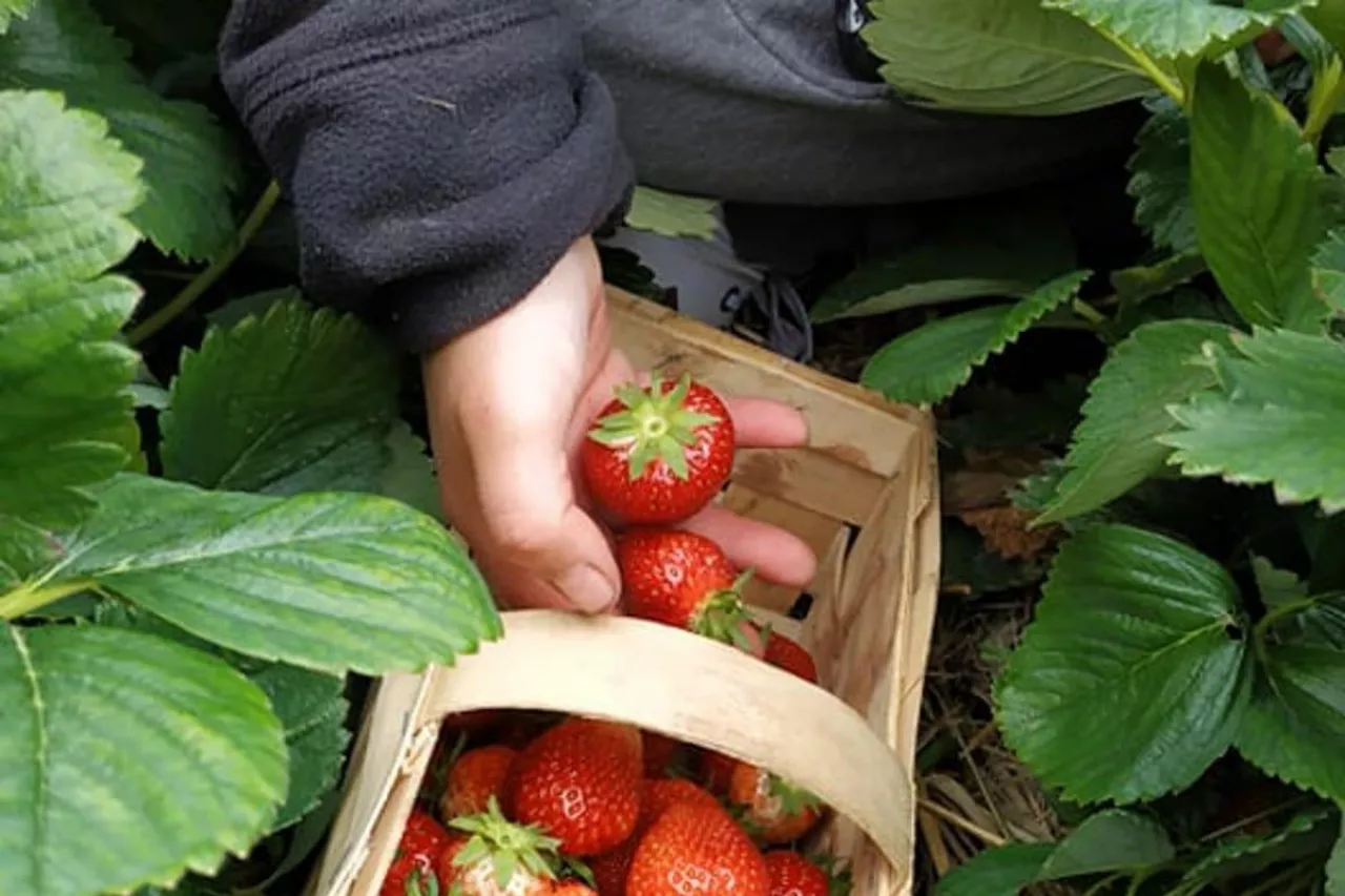 kwarantanna pracownika w gospodarstwie