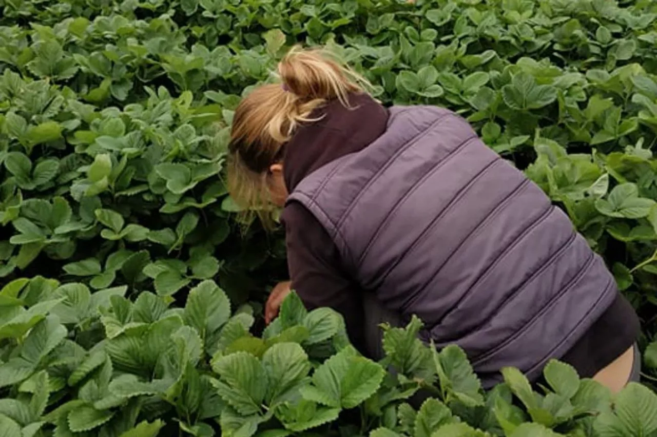 zbiór truskawek 2020