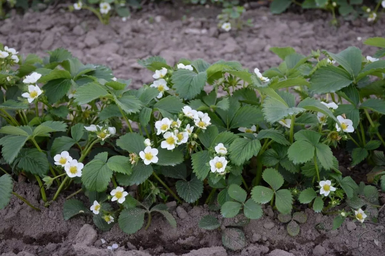 komunikat jagodowy bayer