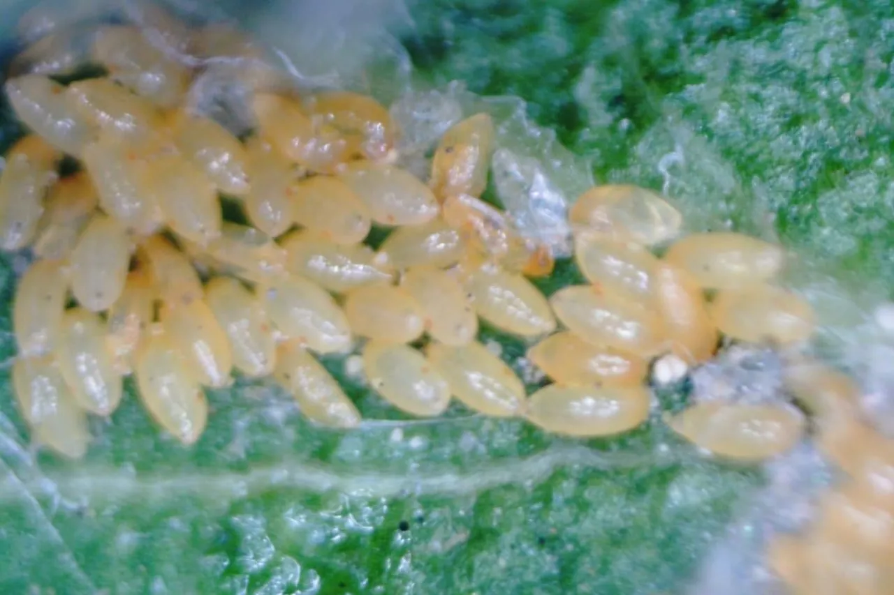 larwy miodówki gruszowej