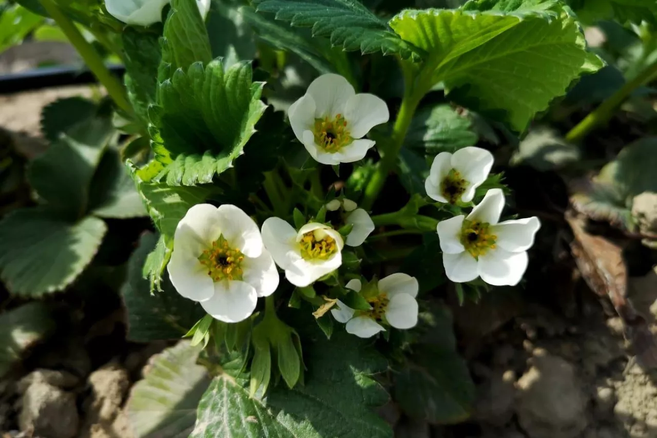 zimna zośka przymrozki 2020