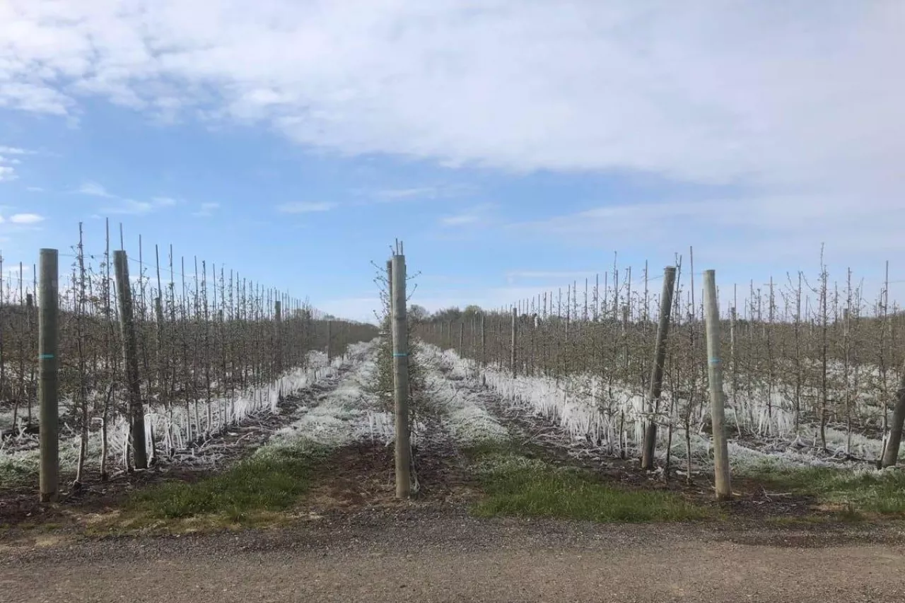 przymrozki w sadach w michigain