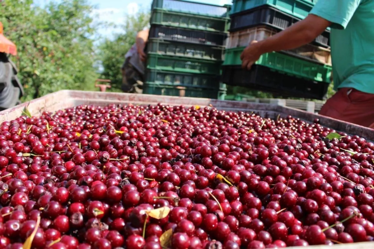 wiśnie na mrożenie 2020