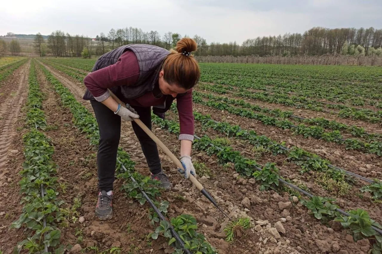 brytyjczycy nie radzą sobie z pracą w polu