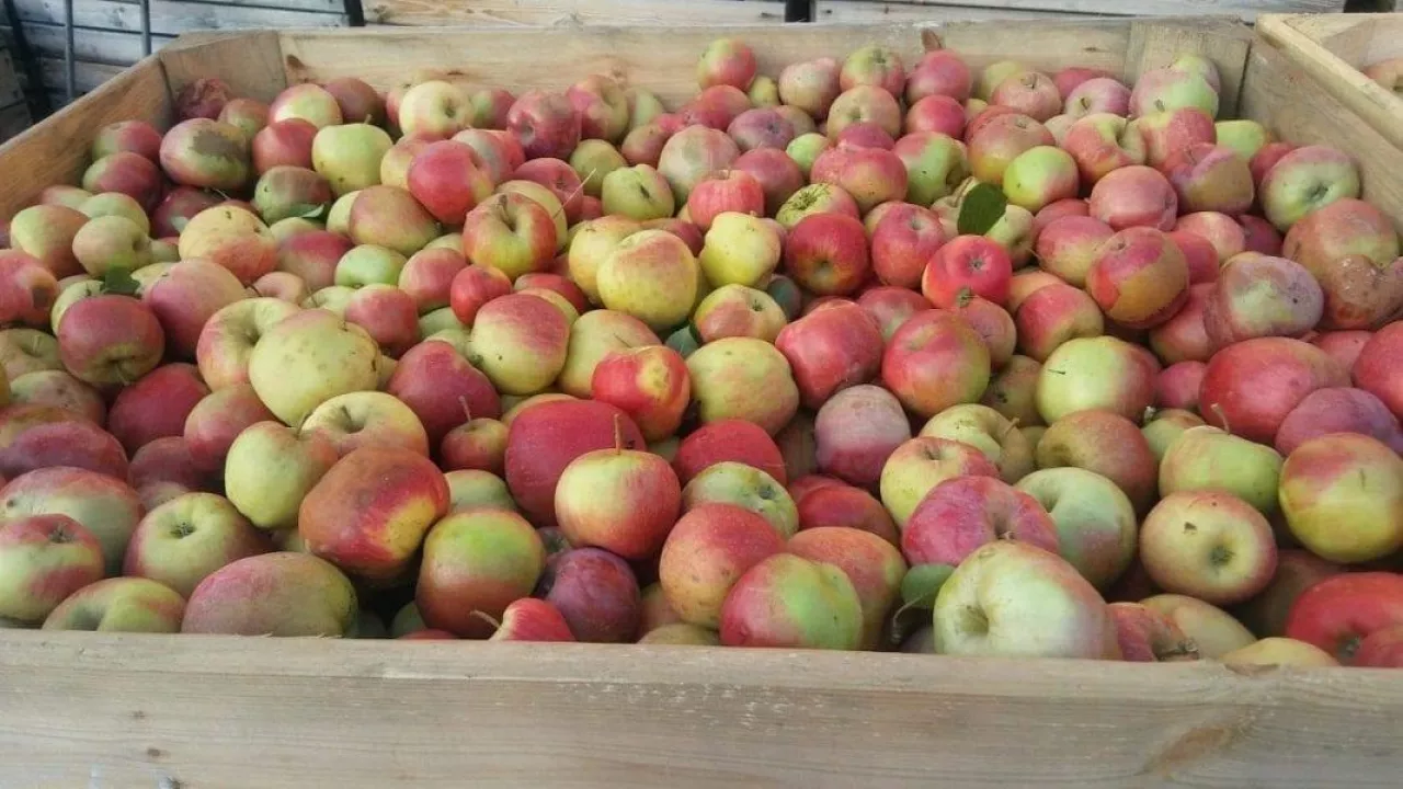 jabłka przemysłowe