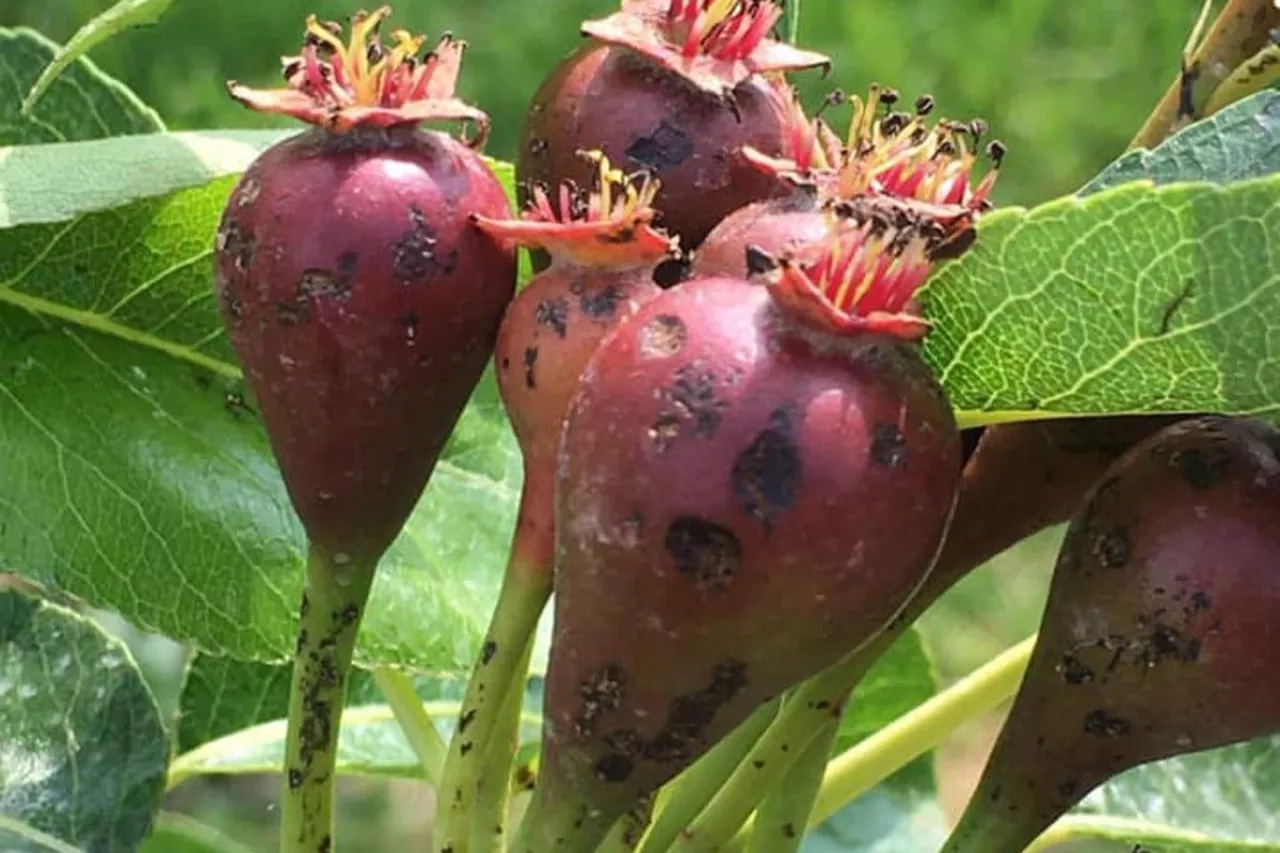 gradobicia w holandii