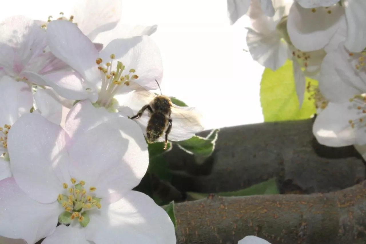 bezpieczeństwo pszczół