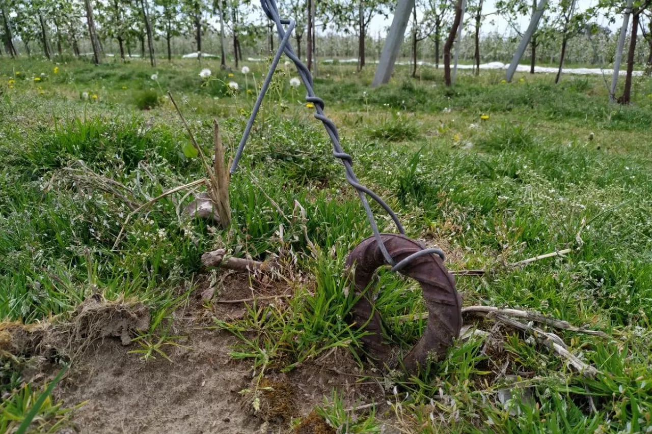 wypadek w gospodarstwie sadowniczym