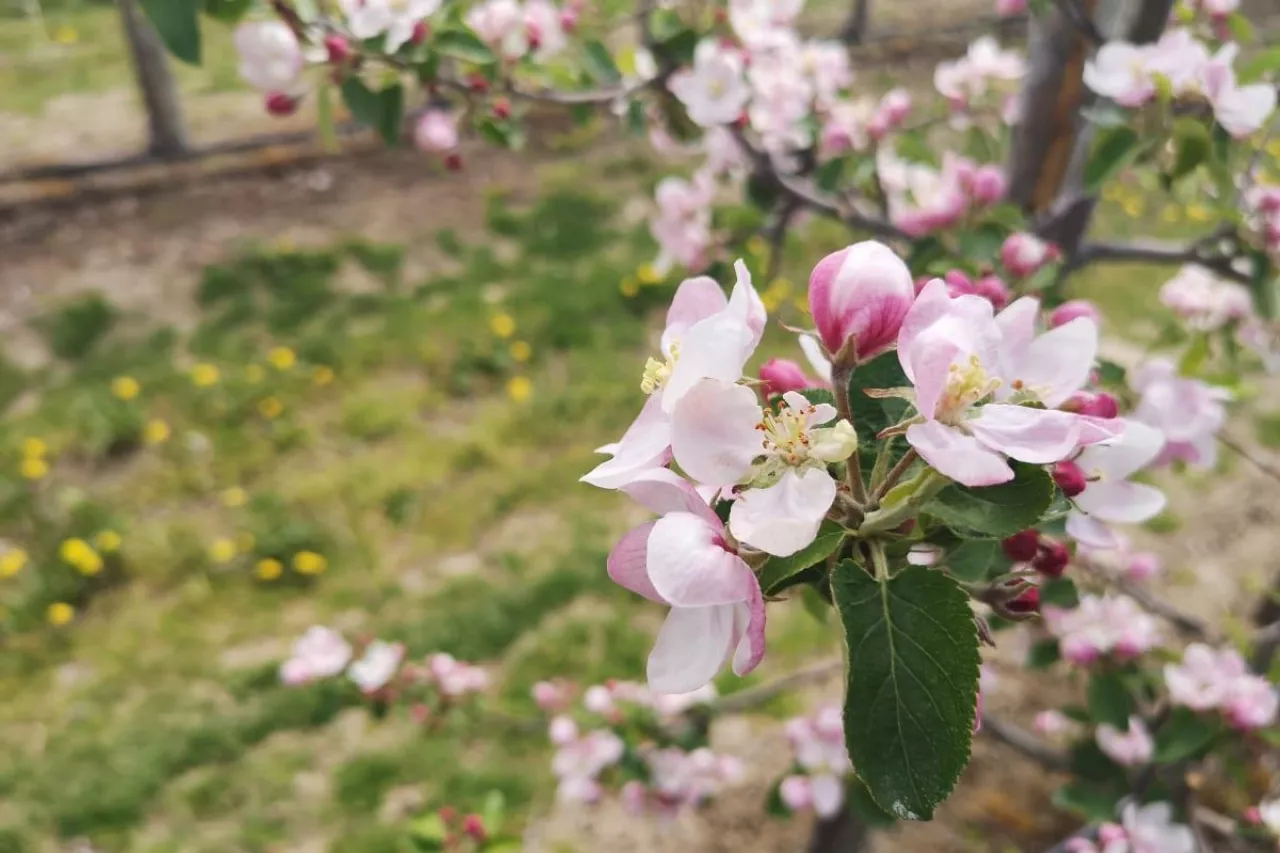 kwitnienie szara pleśń