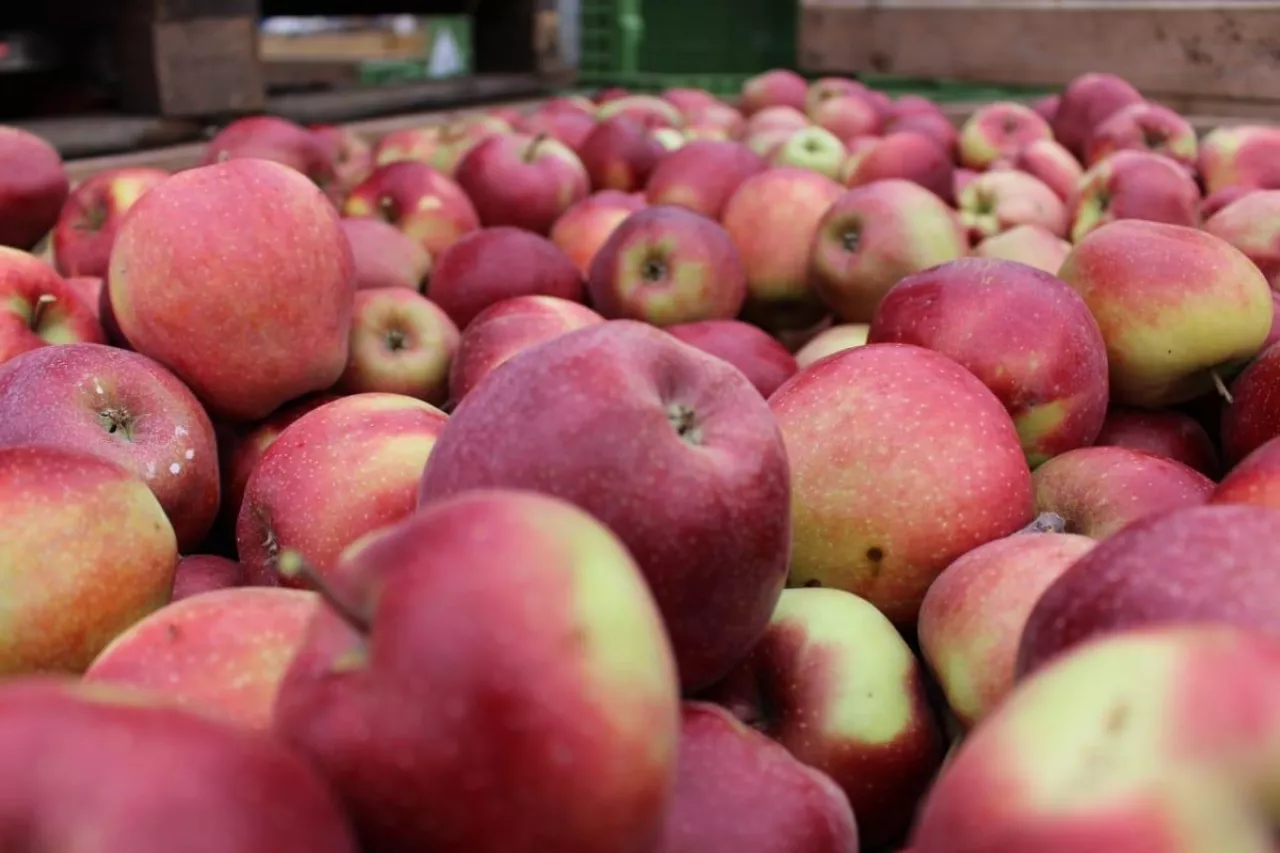 gloster ceny jabłek