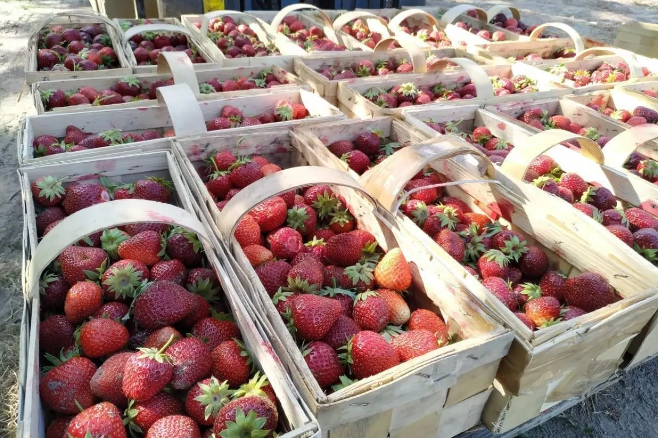 handel truskawkami na giełdzie goławin