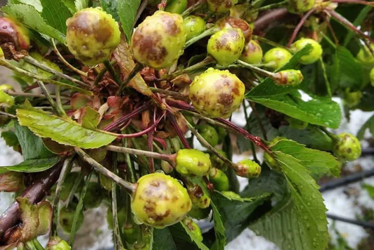 dolina jerte gradobicia