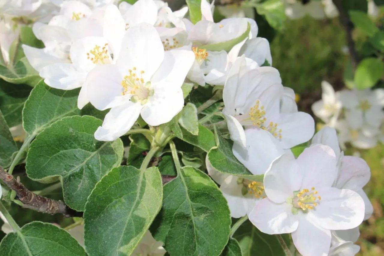 komunikaty sadownicze