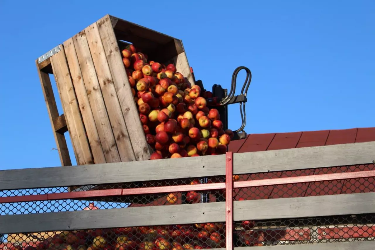 jabłka przemysłowe ceny 2020