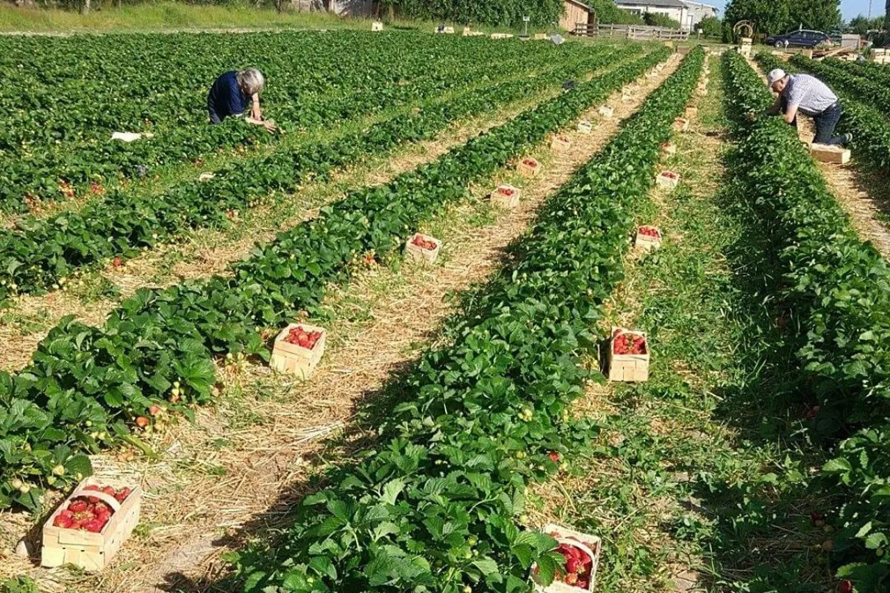 zbiory truskawek 2020