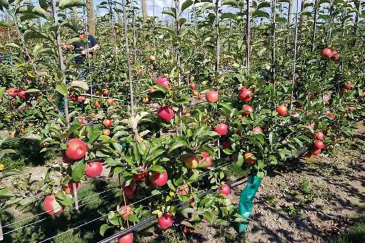 sady w nowej zelandii