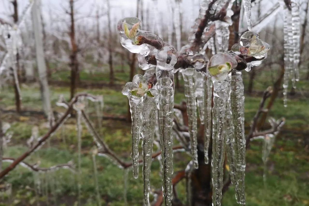 przymrozki we włoszech