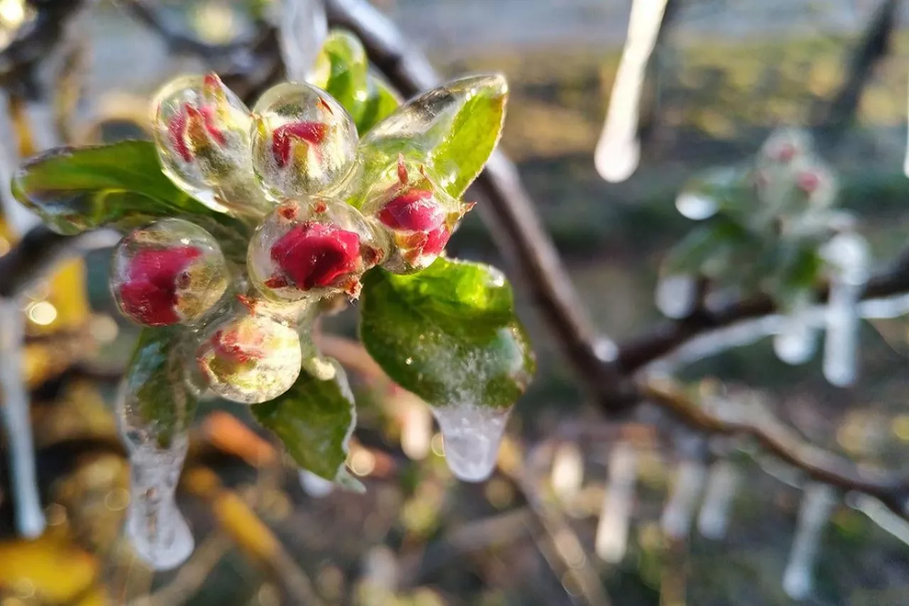 prognoza pogody dla sadowników