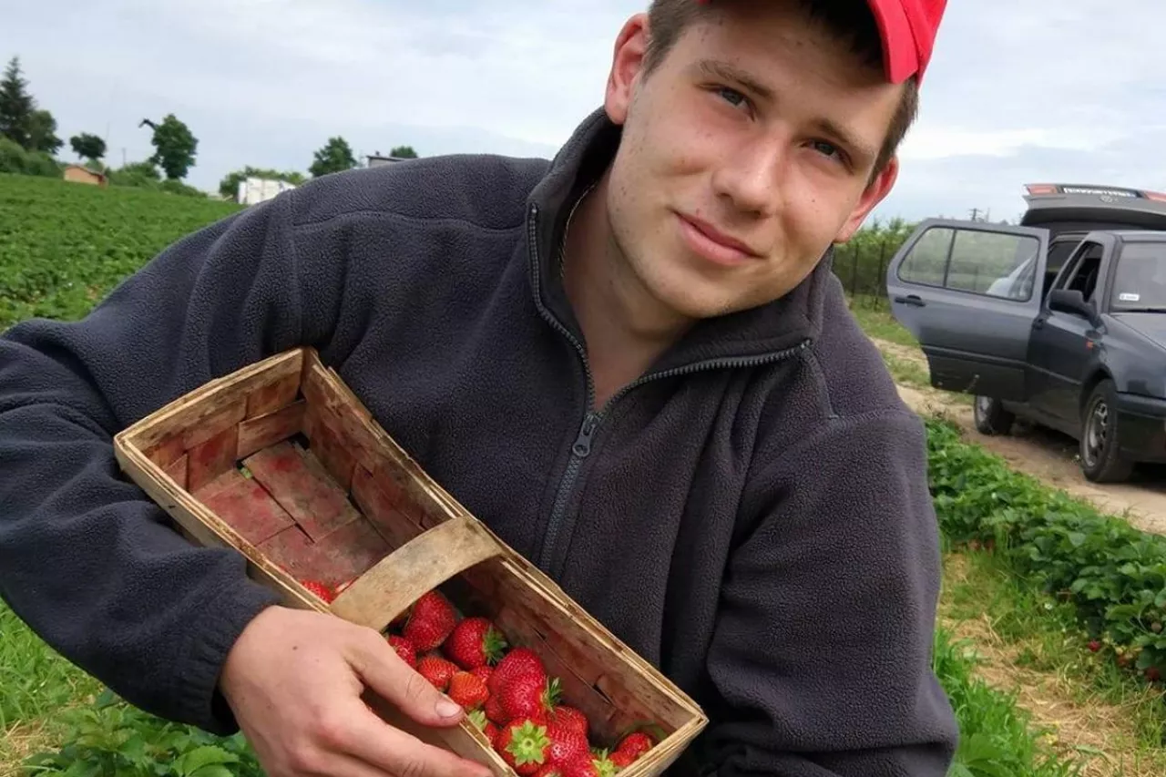 zbiór truskawek 2020