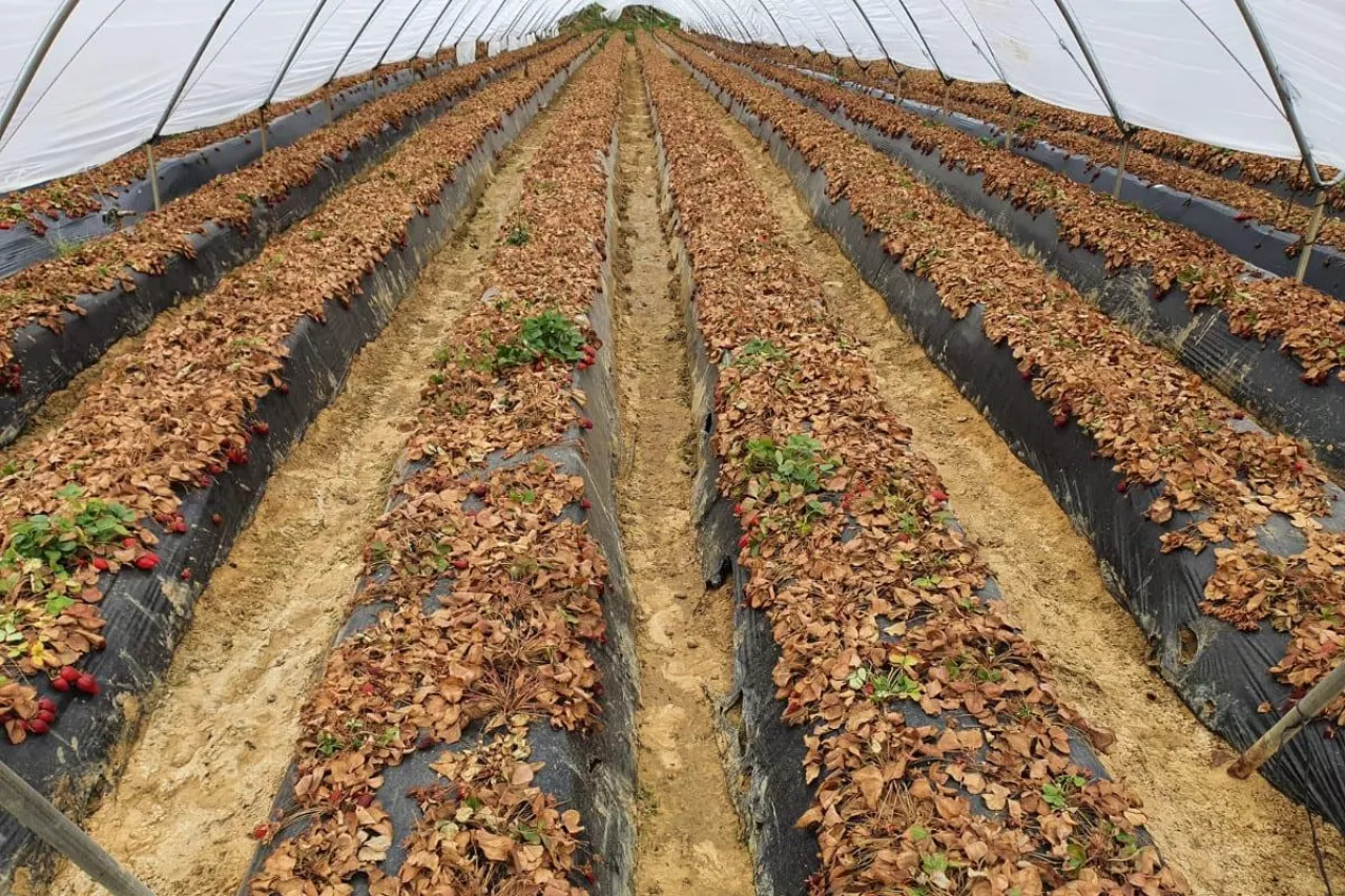 hiszpanie porzucają swoje plantacje