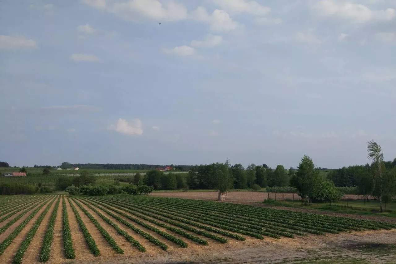 wnioski o dopłaty 2020