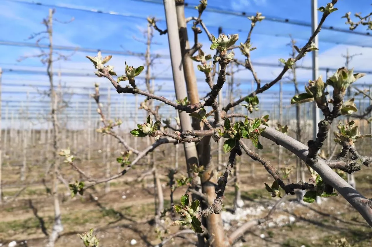 koniec stosowania chloropiryfosu