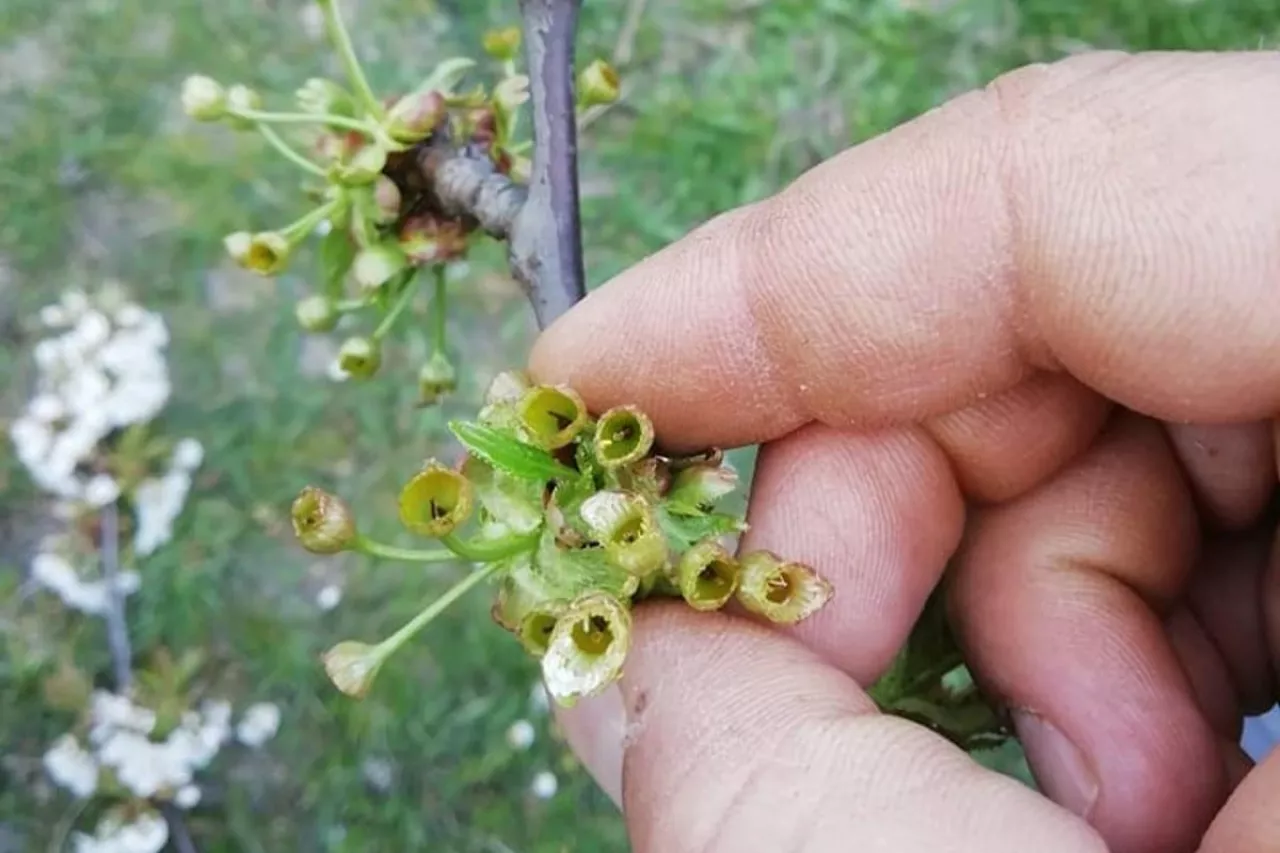 przymrozki na ukrainie