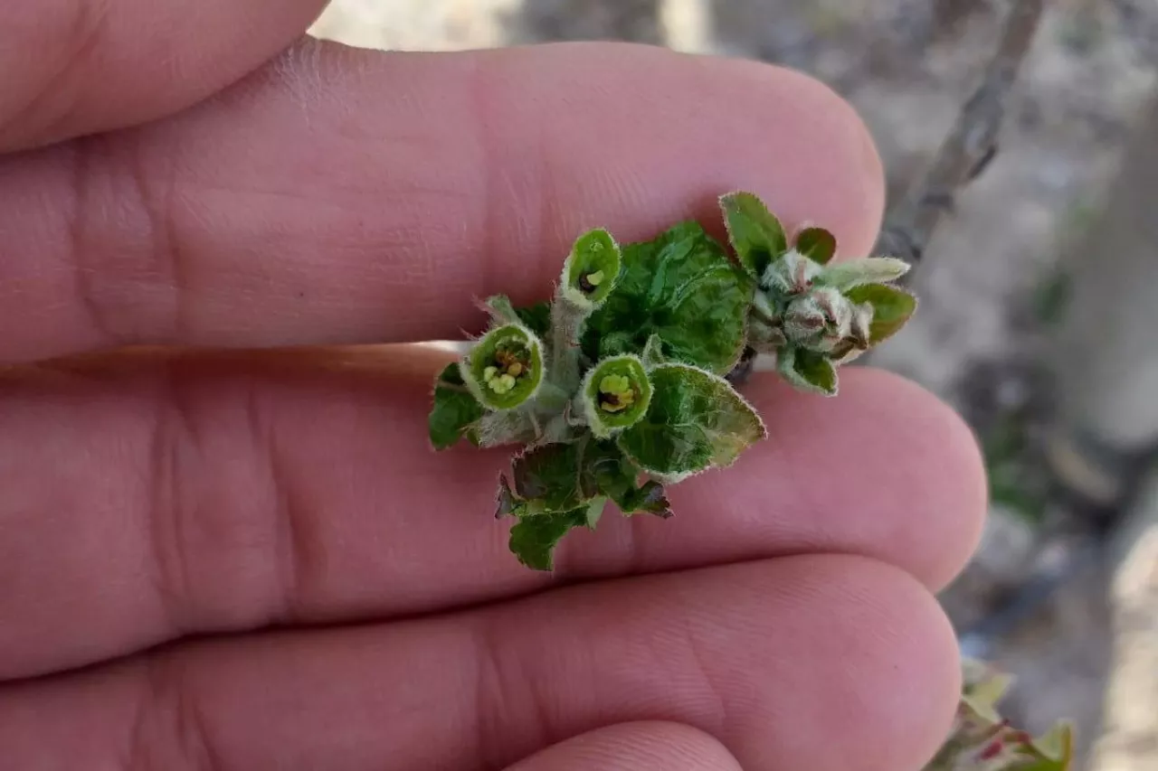 przymrozki w sadach 2020