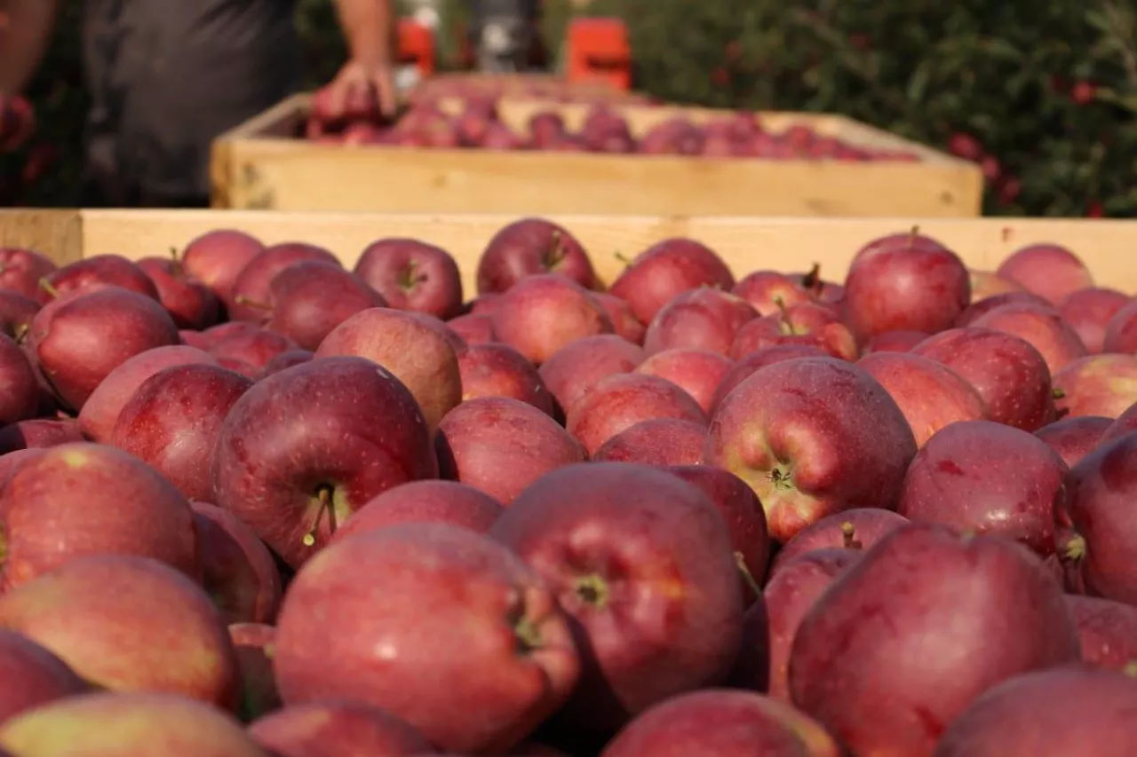 jabłko dziennie trzyma lekarza z dala ode mnie