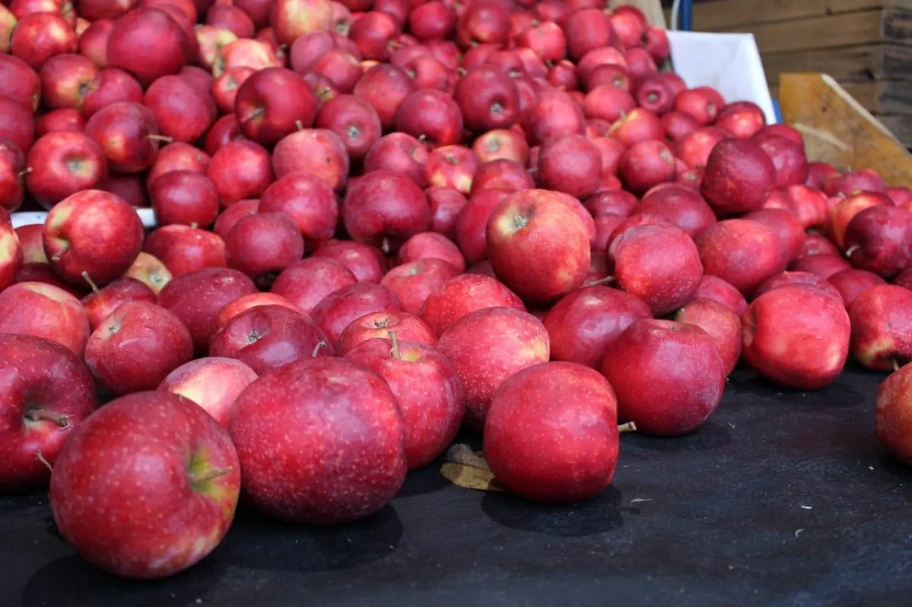 red jonaprince ceny 2020