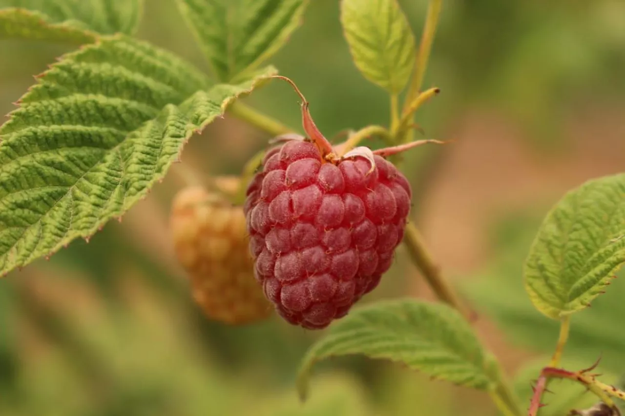 mrożone maliny ukraina