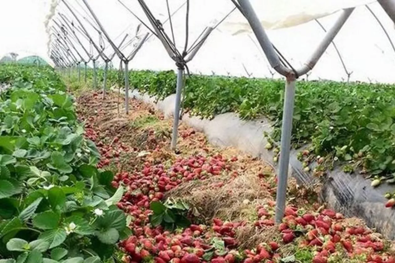 nie ma pracowników do zbiorów truskawek