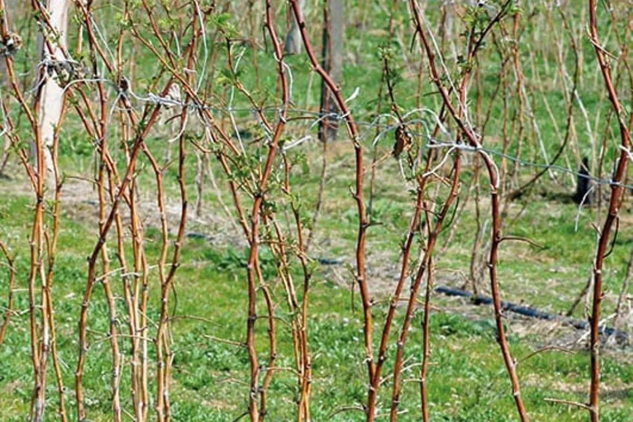 nawożenie malin na wiosnę