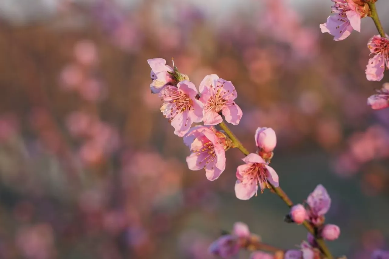 przymrozki 2020 w mołdawii