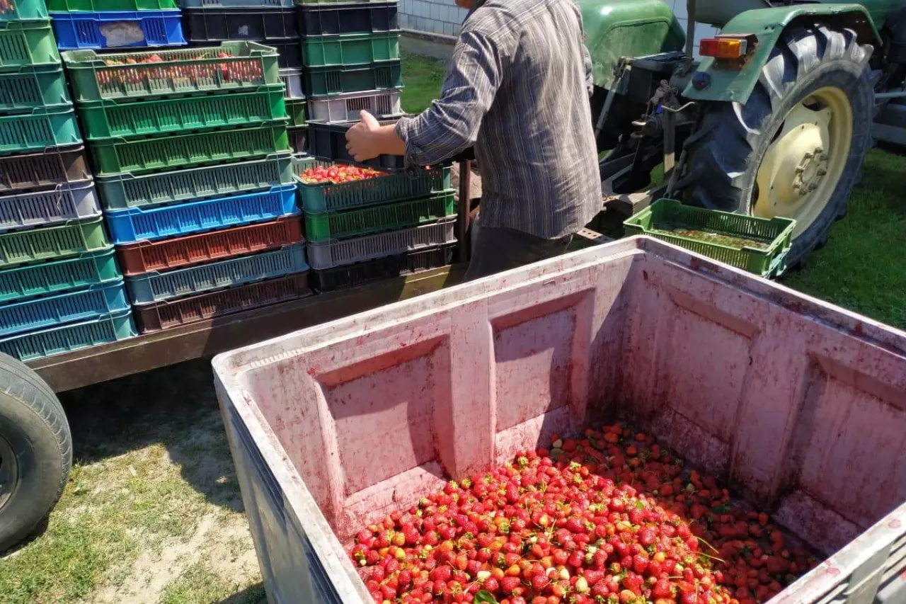 brak pracowników do zbiorów truskawek