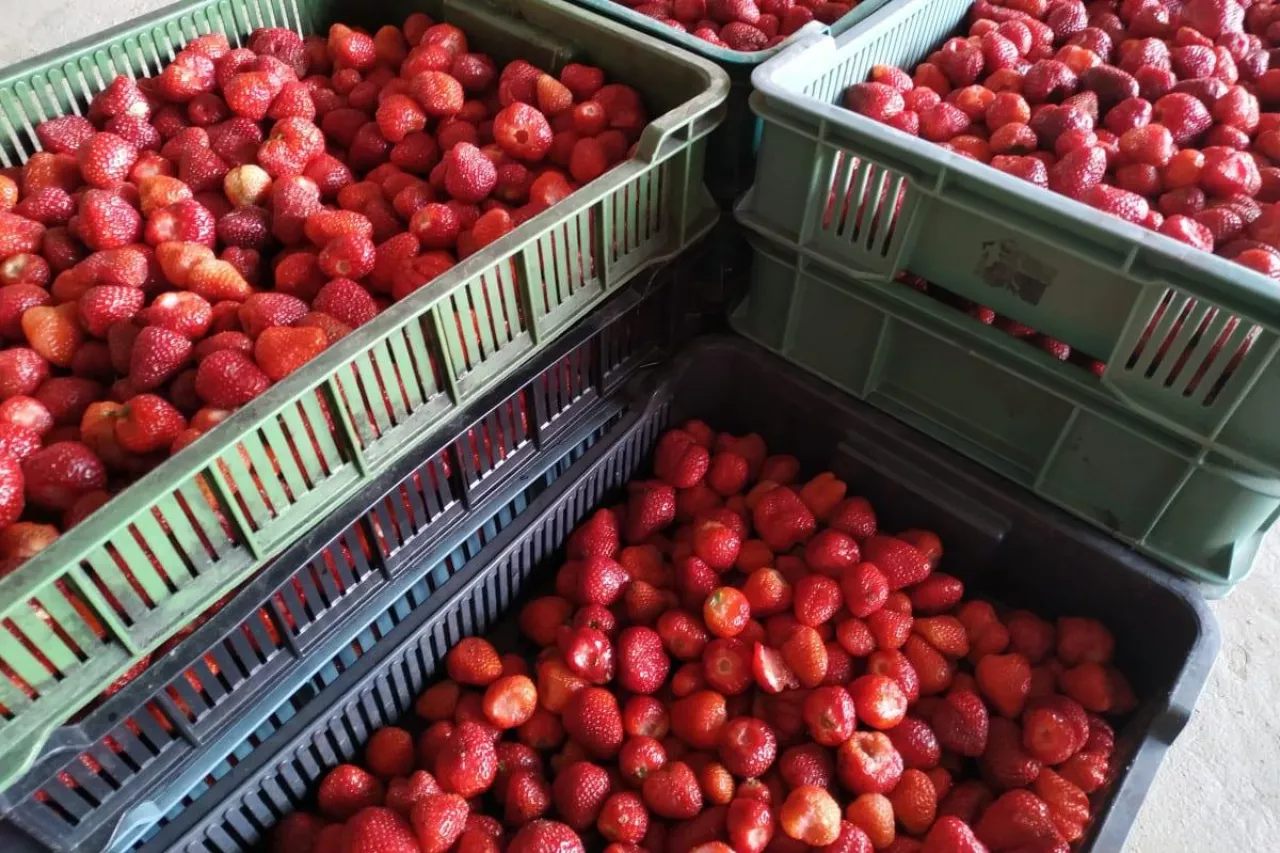 ceny owoców na mrożenie