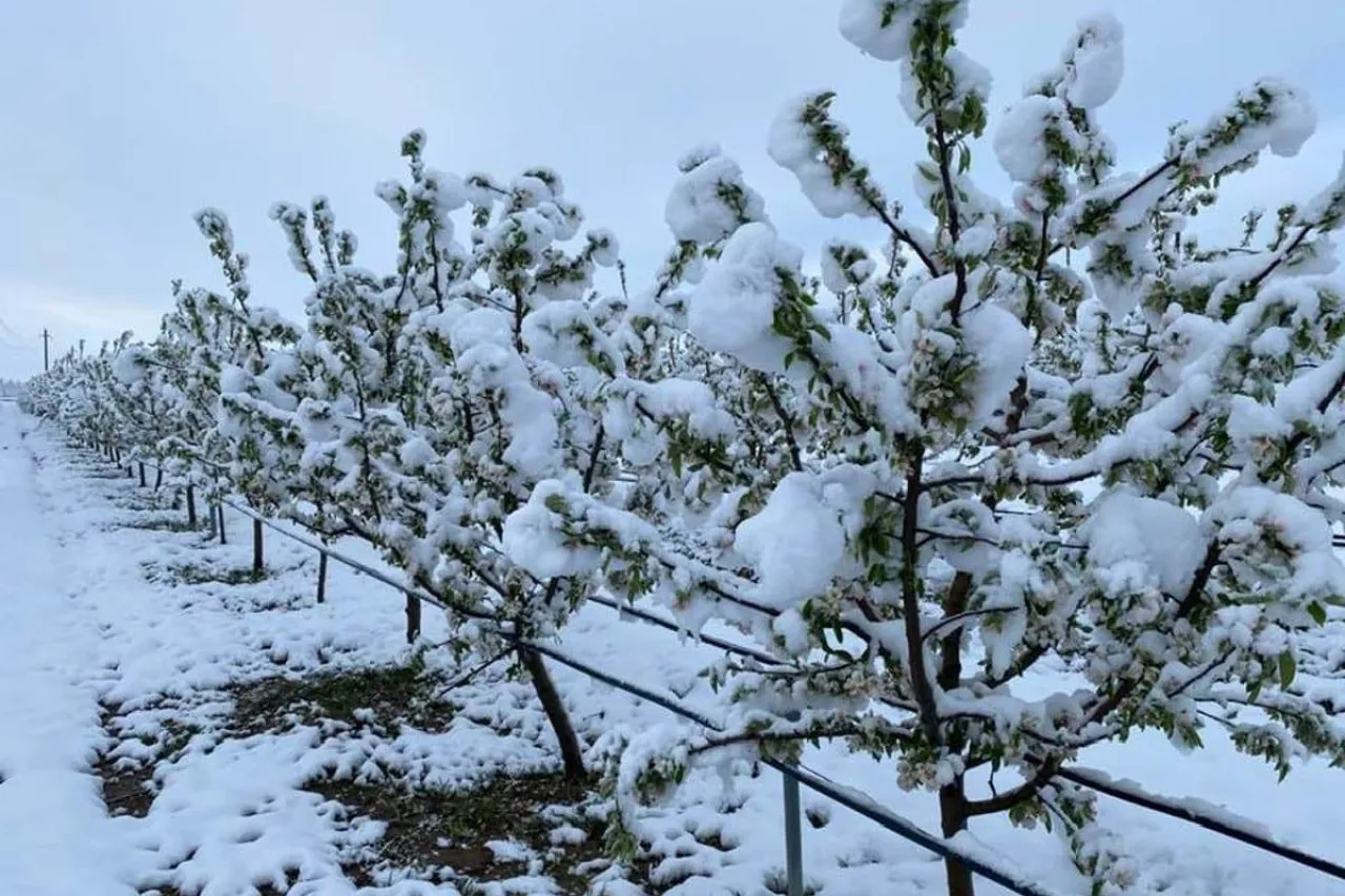 sady w kazachstanie ucierpiały