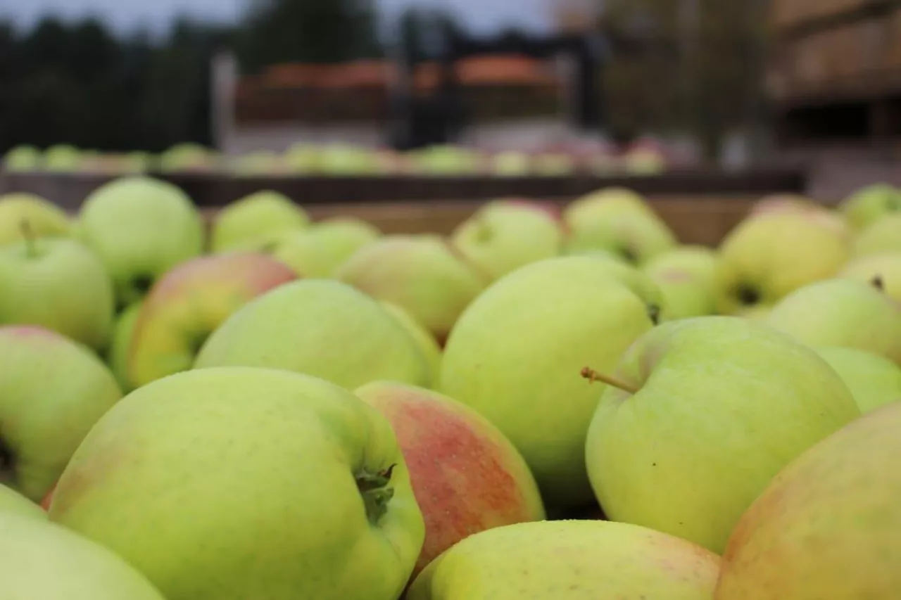 ceny jabłek 2020