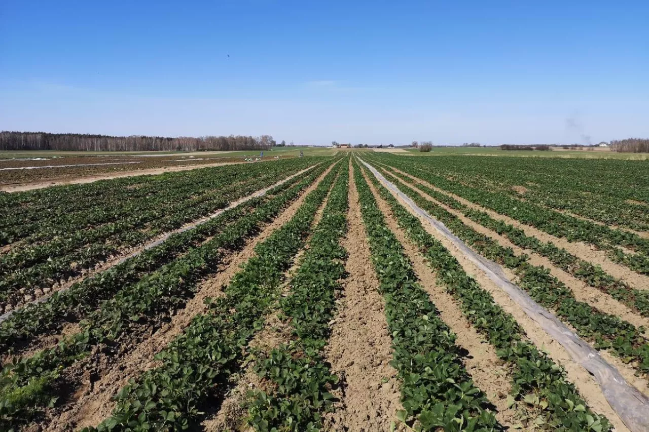 zbiory truskawek 2020