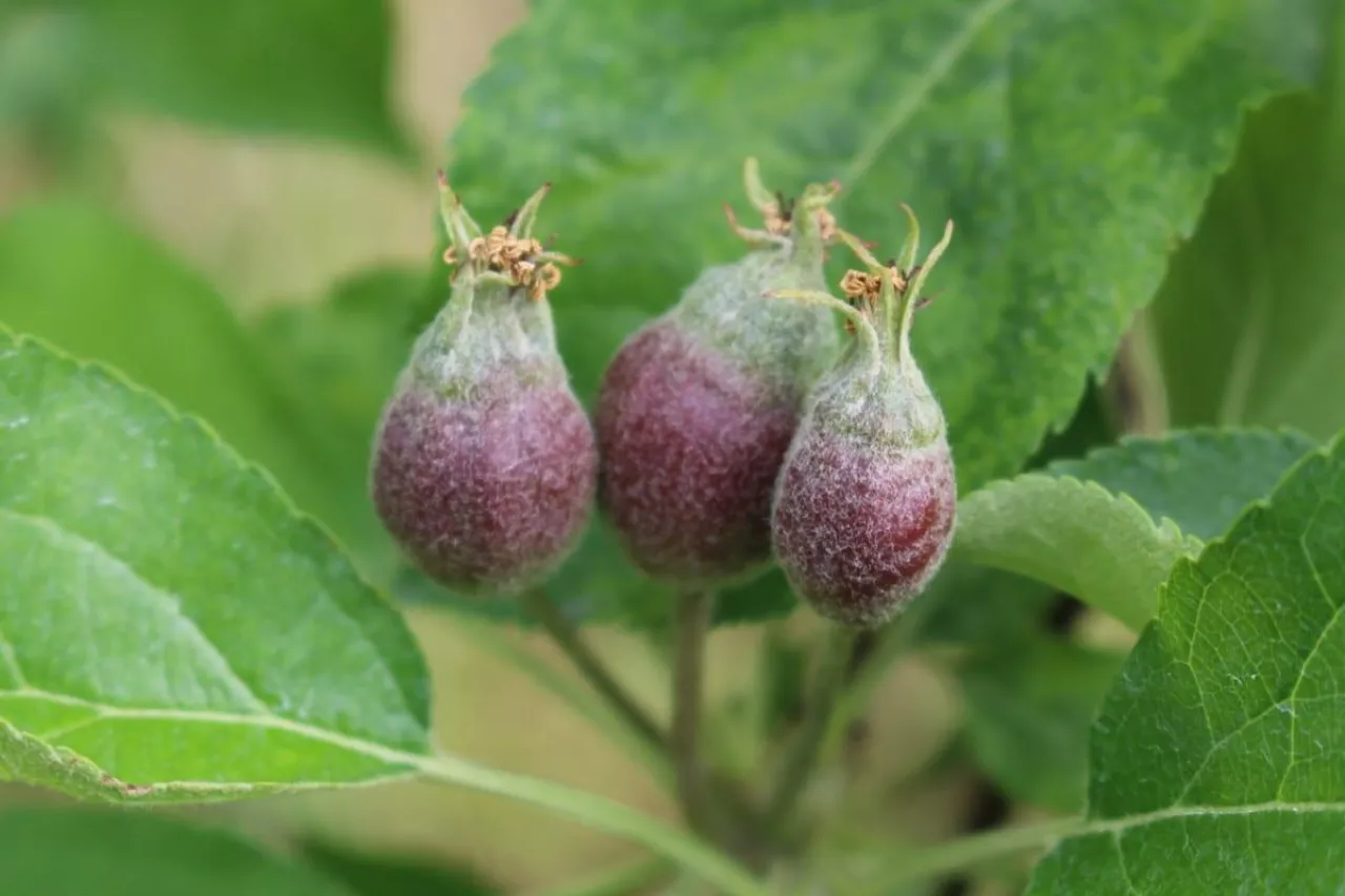 zawiązki na jabłoniach