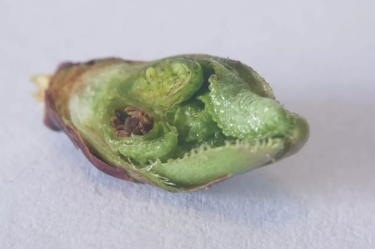 przemrożone pąki na wczesnych odmianach wiśni