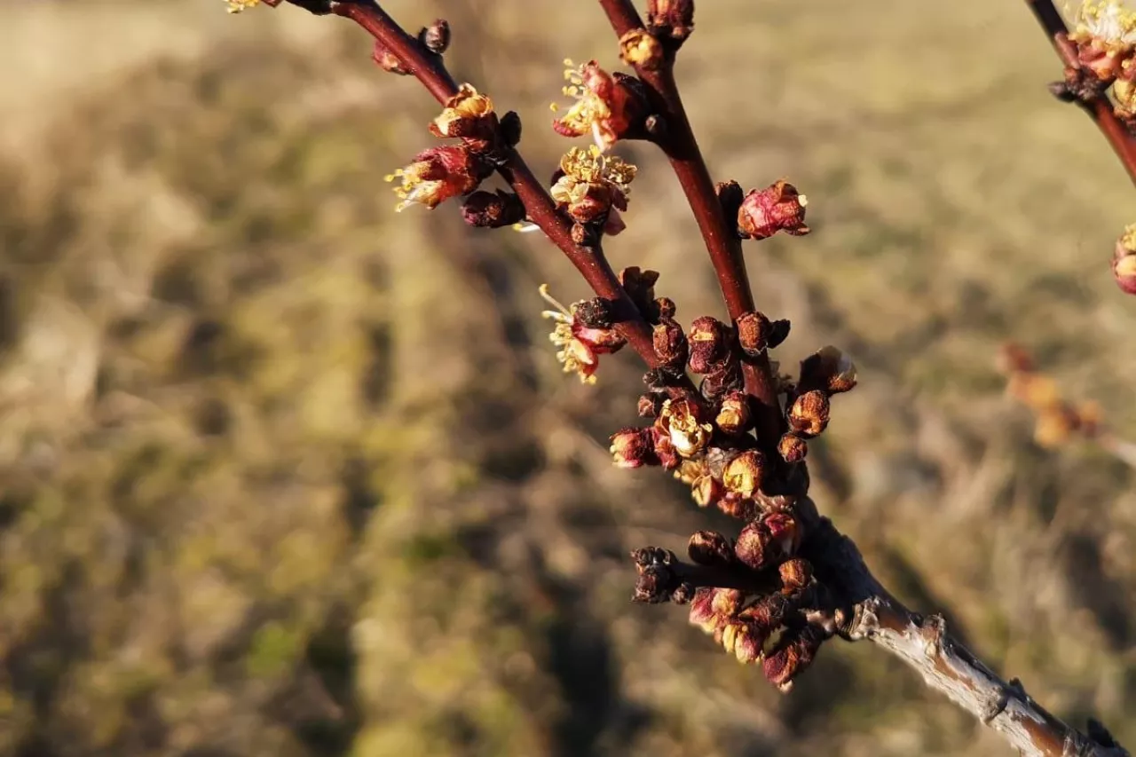 przymrozki 2020 na ukrainie