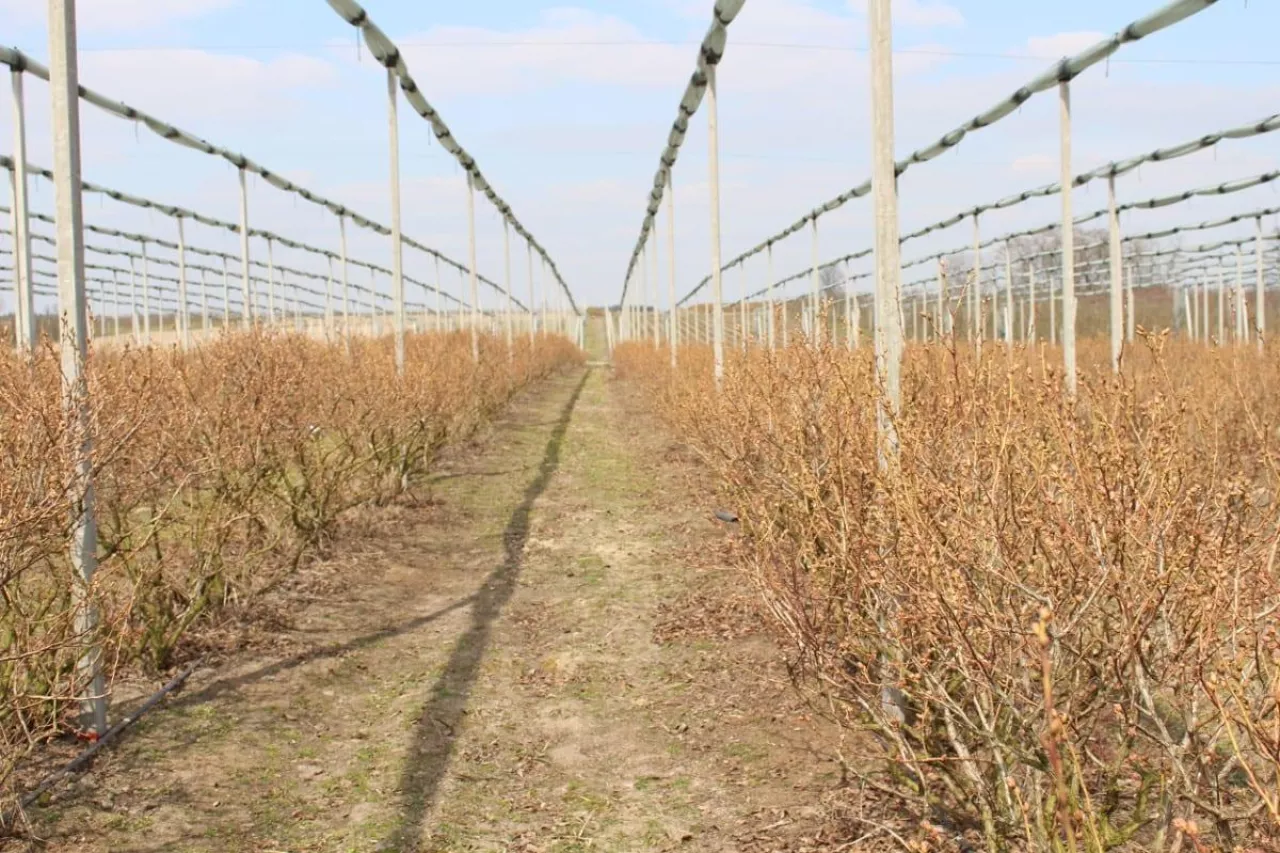 przymrozki na ukrainie 2020